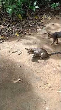 Cat vs Snake Animal Fights
