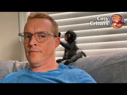 Love Turned This Little Primate Into His Owner’s Shadow | Cozy Critters