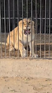 17K views · 346 reactions | A liger is a hybrid big cat resulting from the crossbreeding of a male lion and a female tiger. They are the largest known cats and possess traits from both parent species. #liger #hybrid #tigers #lions #reelsfb | Life On Earth | Facebook