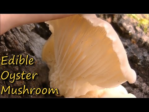 How to Identify Oyster Mushrooms