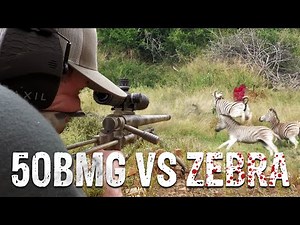 50 BMG VS ZEBRA