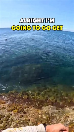 Pacific Gulls Trying To Steal My Catch #FishingLife #FishingAdventure | Gido’s Fishing Adventures