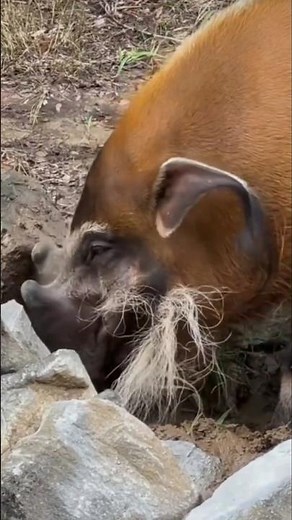 Red River Hog — Wild Forest Forager