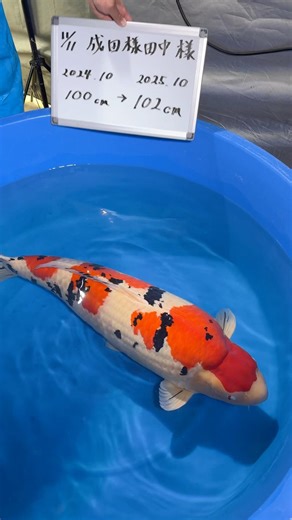 One of World’s Most Expensive Fish 🤯
