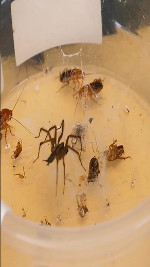 Wolf Spider VS 100 Cockroaches