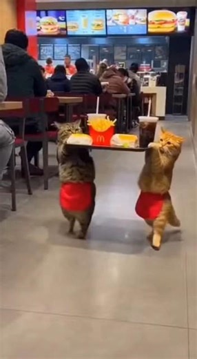 "Two cats got into a fight while serving food"