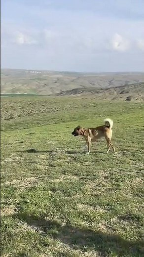 KaNGaL Dog vs WOLF | Turkish Dog | Animals #dogs #animals #wolf #turkish