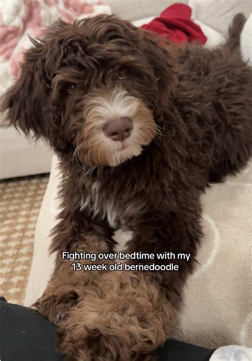 We have so much fun.. he has the best personality 💛 #bernedoodle #bernedoodlepuppy