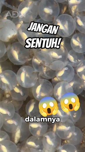 Never Touch This Egg... What's Inside Will Shock You! 😨
