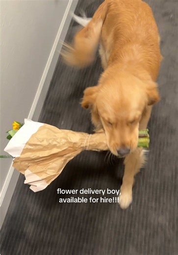Flower Delivery Boy – Your Golden Retriever Helper!
