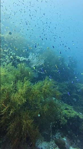 This Coral Reef Is Absolutely Amazing #papuanewguinea #coralreef