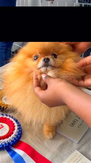 Samedi, Terranimo Dothémare a vibré au rythme de notre animation spéciale Spitz nain 🐶✨ L’élevage Les Joyaux de la Poméranie était présent pour faire découvrir cette race pleine de charme, répondre à toutes vos questions et partager ses conseils en alimentation, entretien et éducation. Merci à tous pour votre venue et votre enthousiasme, vous avez rendu cette journée encore plus spéciale 💛 🎄 Et la fête continue en magasin ! Ne manquez pas nos promos de Noël, avec notamment le Sac Magique : 🛍