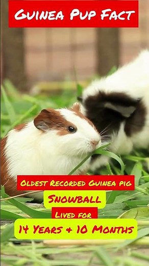 Snowball the Longest Living Guinea Pig