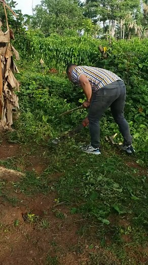 Cutting Down a Banana Tree: Step-by-Step Guide