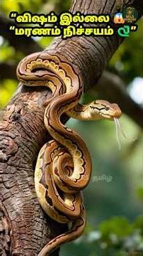 விஷமே இல்லாத பாம்பு… ஆனா மரணம் நிச்சயம் 😱🐍 #shorts