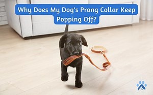 Why Does My Dog's Prong Collar Keep Popping Off? - Pets Guide