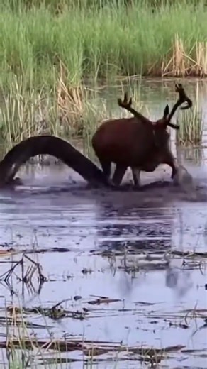 Can the deer escape the python’s deadly grip? 🦌💨🐍 #deer #python #speed #nature #battle #battleroyale