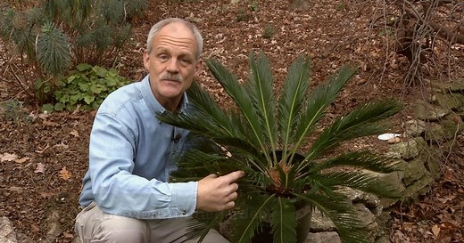 In the Garden:Plant of the Week: Sago Palm - Cycas revoluta