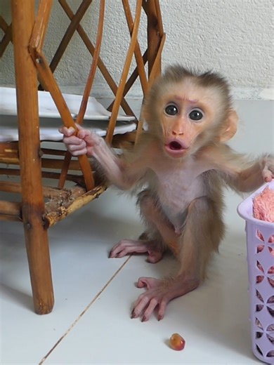 Baby Monkey, Little Bom's Monkey Family, Ep 56 | Mr Bon