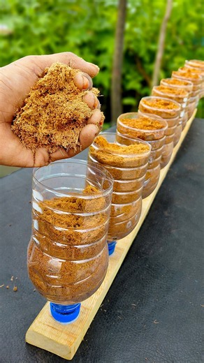 Grow Spinach Seeds In Plastic Bottles 🌱