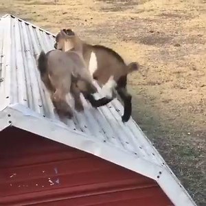 I don't know if goats are always this awesome, but I want me some goats! | Amazing Facts