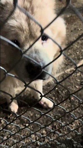 Simba and Roxy 10 yrs chow chows siblings ready to adopt