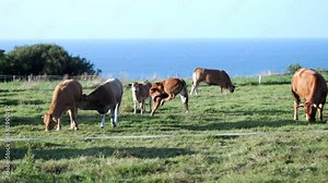 Herds of cows and calves in Northern Spain, Asturias sunny animal wellbeing