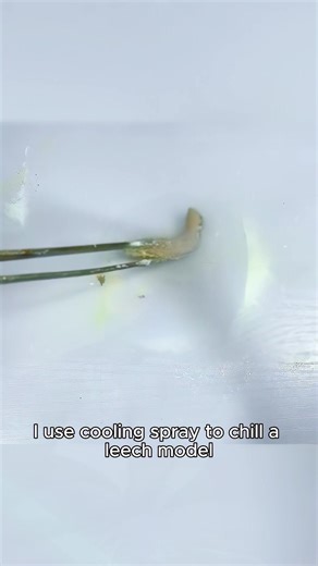 #fyp #usa #bee #leech | bee