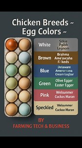 Rainbow Eggs Chart #RainbowEggs #ColoredEgg #Layers | Farming Tech& Business