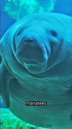 Manatees & Elephants: Surprising Cousins Revealed!
