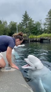 11M views · 76K reactions | SO CUTE! A playful beluga whale at an aquarium in Connecticut seemed to have a great time during its check-up! This adorable interaction is just what you need today. (Sound on!) STORY: https://tinyurl.com/49pr9kcv | FOX 35 Orlando | Facebook