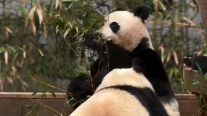 爱宝一边吃饭一边喂🍼辛苦了💞💞💞 20250219