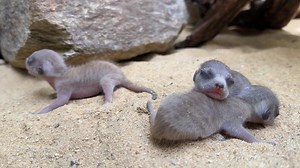 On May 10, the first meerkat pups in 16 years were born at the Smithsonian’s National Zoo and Conservation Biology Institute ! 🎉 How adorable are these tiny babies 🥰 The zoo has not yet named or determined the sex of the pups. | ABC 8News - WRIC