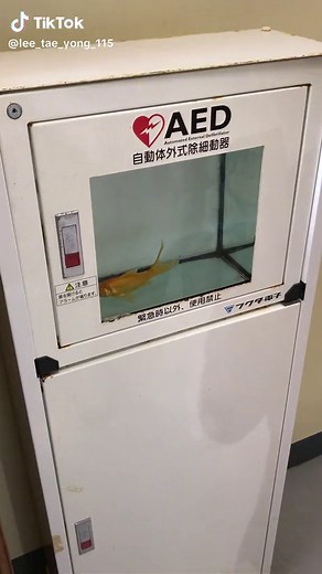 高知県のむろと廃校水族館で金魚を発見!