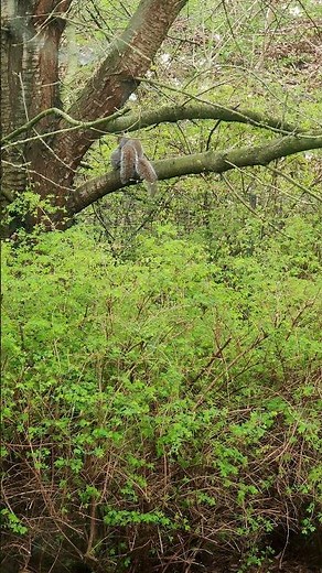 two male squirrels mating