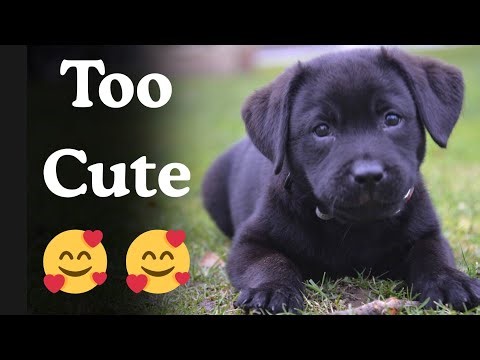 Newborn Labrador Puppies | Cutest Puppy Video 2025
