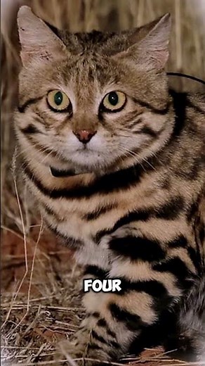 🐱 World’s Deadliest Cat Weighs Just 3 Pounds! 😱