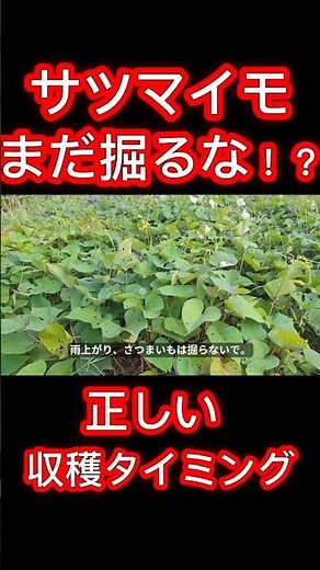 雨上がりは腐る!？さつまいもの収穫タイミングを解説 #家庭菜園 #さつまいも #さつまいも栽培