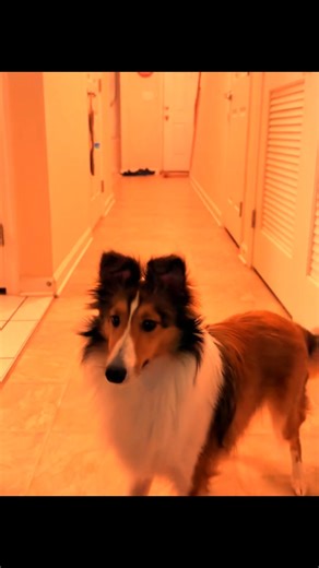 16 reactions | One of Weston’s new toys that he loves❤️ Tiktok- @ weston.the.sheltie | Sheltie | Facebook