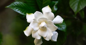 In Search of the Perfect White Flower? We Bet You'll Find One in This Guide