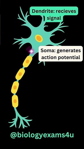 Neuron 3D Animation Slow motion|| Structure of Neuron || How Neuron transmit impulses?