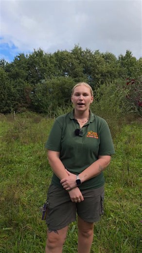 2.2K views · 36 reactions | It's #MountainChickenFrogDay and our Ranger Lacey has lots of mountain chicken frog info for you to learn about these #CriticallyEndangered frogs. | Fota Wildlife Park | Facebook