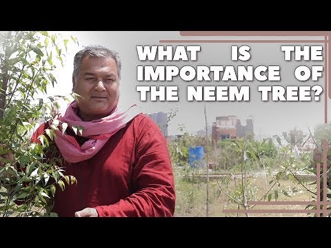 What are the benefits of the Neem tree?