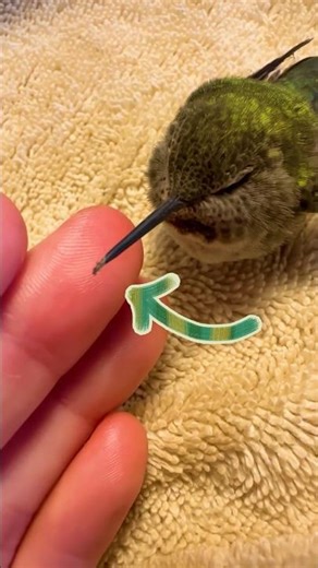Hummingbird Rescued From Spiderwebs | Dodo Kids