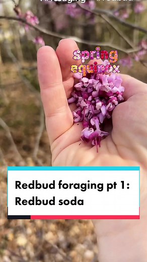 Redbud Soda Recipe with Gingerbug Starter