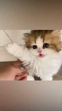 A cat that loves its owner 🐱👩❤️