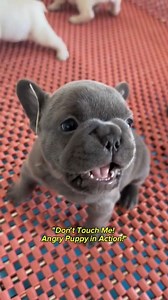 162K views · 5.3K reactions | "Cute Puppy Goes Angry When Touched – Hilarious Reaction !" #ViralReels #Shorts #CutePuppy #AngryPuppy #FunnyReaction #ViralVideo #PuppyReels | Jiaur Rahaman | Facebook