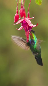 44K views · 5K reactions | Like our page for more great bird photos and facts ✨ Fiery-throated Hummingbird feeding on nectar | Birdfact | Facebook