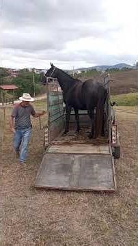 Adquirir um matriz show, preenha de um garanhão top.
