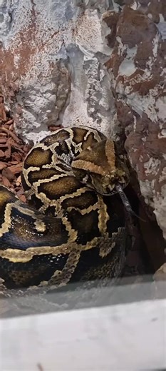 #enclosure #burmesepython #reptilekeeper #amazing #terrariumbau #reptilesoftiktok #tiktok #tiktokgermany #python #snake #tooltime #work #exoticpets #wow #terrarium #viral #viraltiktok #foryou #4u #schlange #bobderbaumeister #love #leidenschaft #passion #cash #money #rain